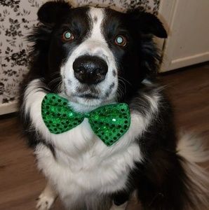 Meet your Posher, Darlene